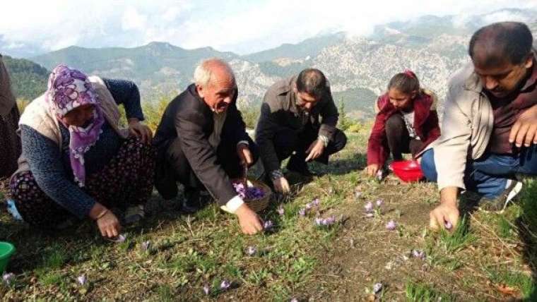 2 dönümde sadece 500 gram çıkıyor! Kilosu tamı tamına 60 bin TL 4