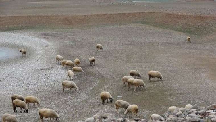 Türkiye’de giderek yayılıyor! Çanakkale'de endişelendiren görüntü 3