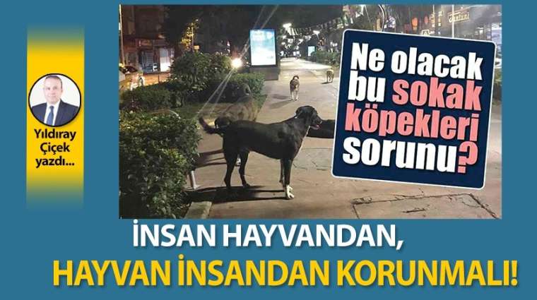 İnsan hayvandan, hayvan insandan korunmalı!