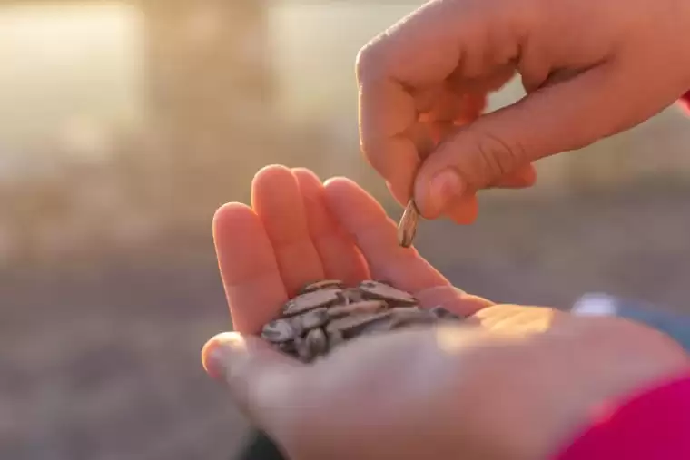 Neden başlayınca duramıyoruz? Çekirdek bu etkisini neye borçlu? 1