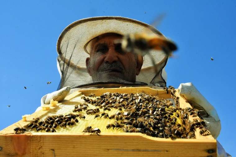 'Açlık' sorununa arılar çözüm olacak 7