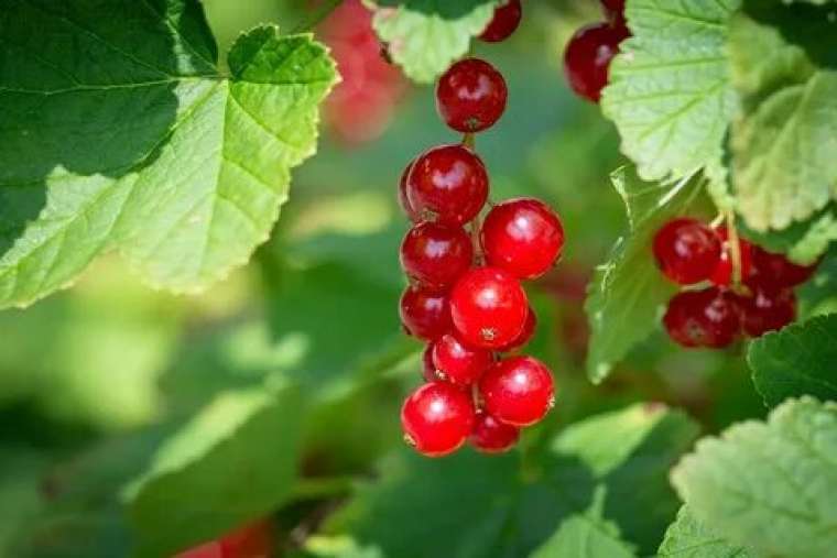 Bu besini yemeyi bırakmayın! Damarda biriken her şeyi silip süpürüyor 11