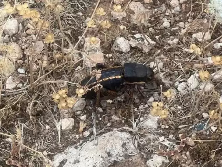 Erkeğini yemesi ile biliniyor! 'Yamyam' çekirge Mardin'de görüntülendi: Tehlike altında... 2