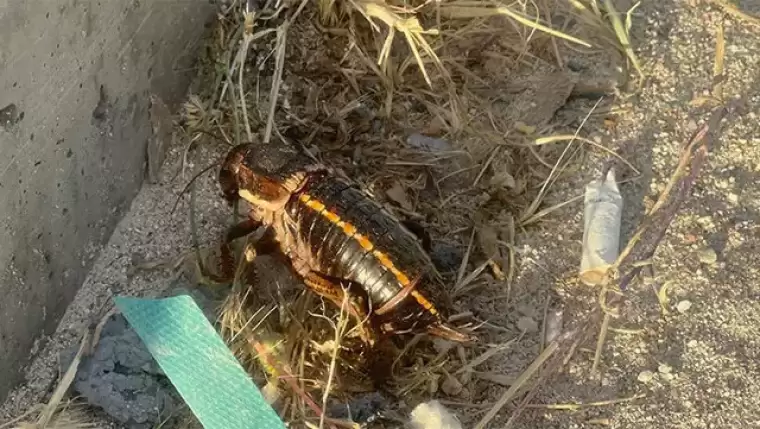 Erkeğini yemesi ile biliniyor! 'Yamyam' çekirge Mardin'de görüntülendi: Tehlike altında... 7