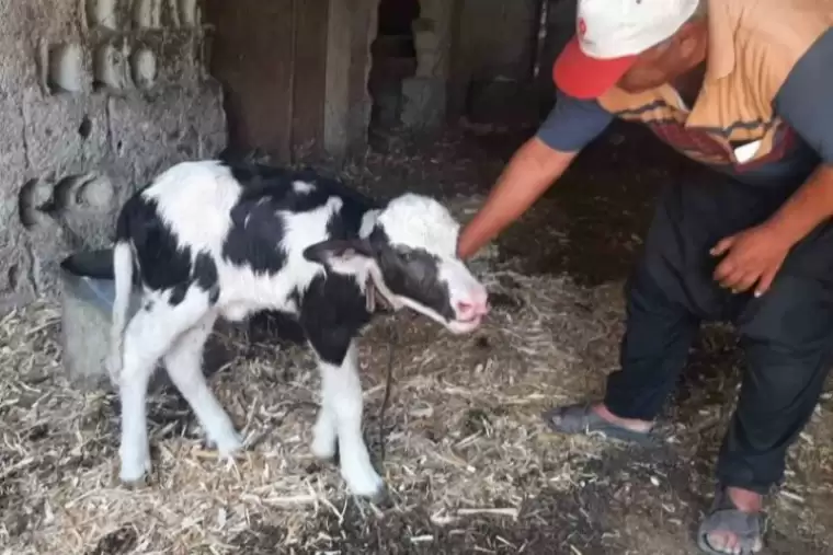 Resmen kıyamet alameti! Gören inek yavrusu sandı, yanına yaklaşınca... 2