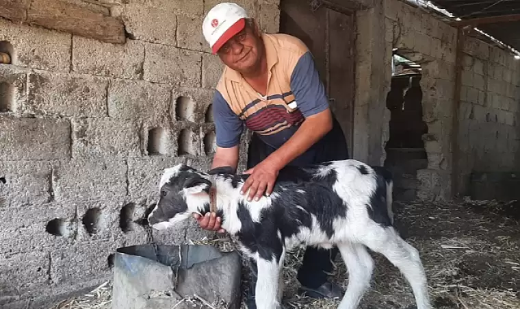 Resmen kıyamet alameti! Gören inek yavrusu sandı, yanına yaklaşınca... 1