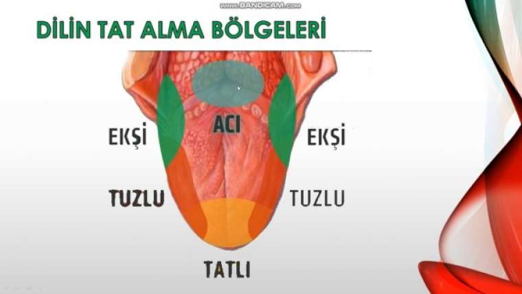 İnsanlarda kaç türlü tat duyusu vardır? Dilimiz yiyeceklerin tadını nasıl alıyor? 12