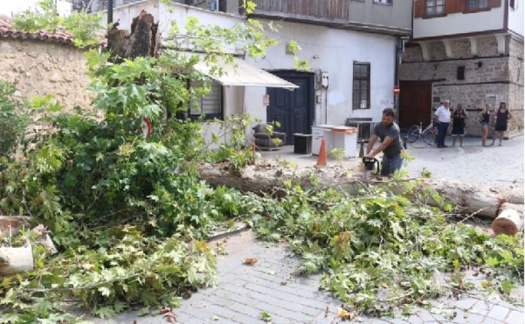 İnanması güç ama... Küçücük böcek 10 metrelik ağacı devirdi 3