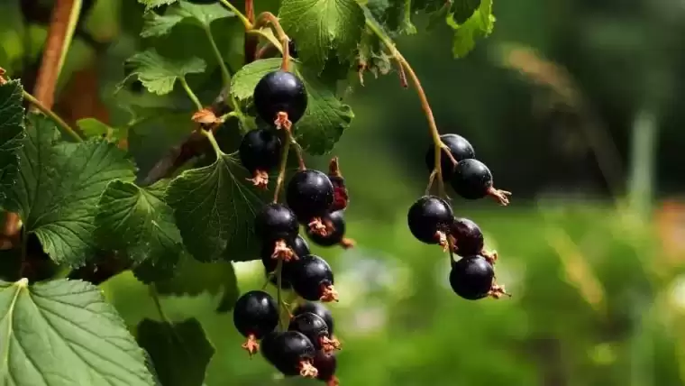 Damarları bir haftada temizliyor! Bilim insanları açıkladı: "Yiyen 10 yaş gençleşiyor!" 12