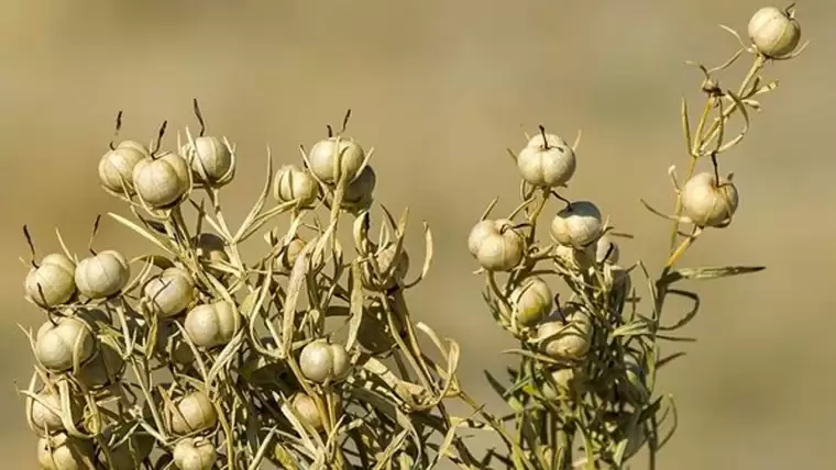 O bitkiyi herkes nazar için kullanıyor, aslında o hastalıkların düşmanı 5