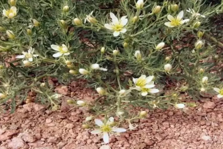 O bitkiyi herkes nazar için kullanıyor, aslında o hastalıkların düşmanı 3