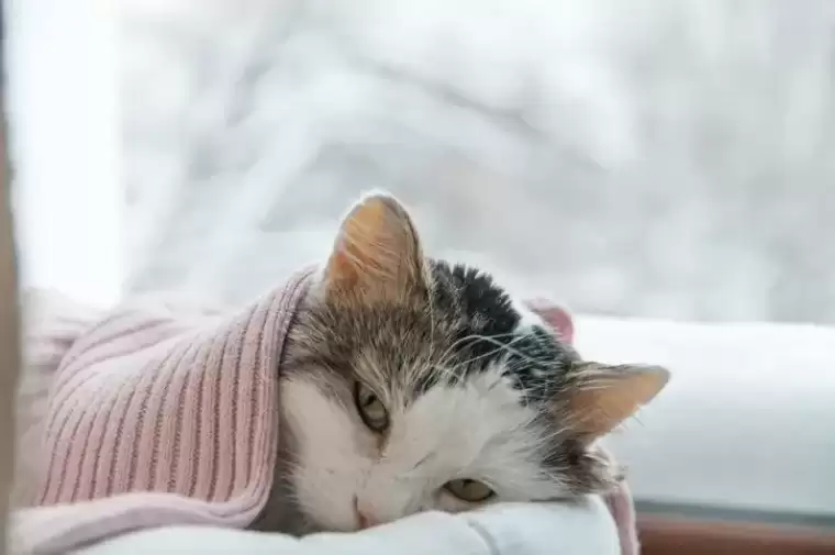 Kedilerin sizinle konuştuğunuzu biliyor muydunuz? Eğer bunu yapıyorlarsa... 13