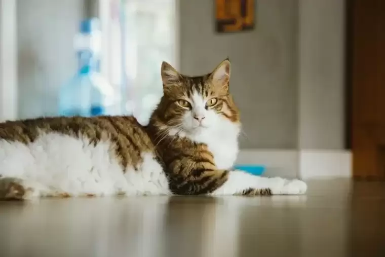 Kedilerin sizinle konuştuğunuzu biliyor muydunuz? Eğer bunu yapıyorlarsa... 5