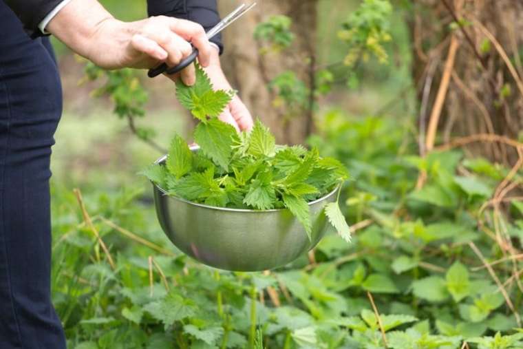 Portakaldan 7 kat fazla C vitamini içeriyor! Bunu yiyene hastalık bulaşmıyor… 8