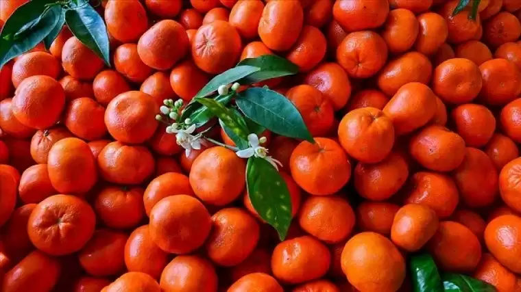 Herkes bu hatayı yapıyor! Mandalinayı sakın böyle yemeyin 1