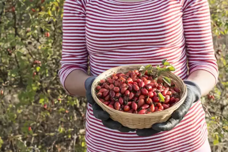 Türkiye'de yol kenarlarında bile yetişiyor! C vitamini en çok bu besinde! Kolesterolü hemen düşürüyor 5