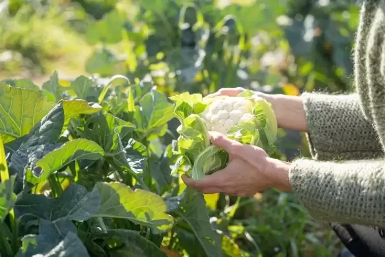 Meğer tam bir C vitamini deposuymuş! Şifası saymakla bitmiyor: Yiyen hastalık nedir bilmiyor 12