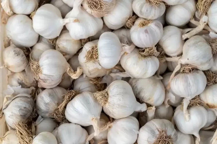 Tıp dünyası bu meyveyi konuşuyor! Öyle faydalı ki antibiyotiklerle yarışıyor... 11