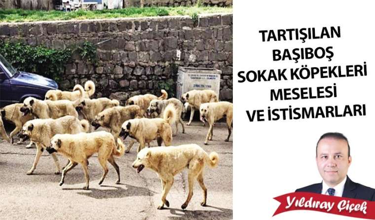 Tartışılan başıboş sokak köpekleri meselesi ve istismarları