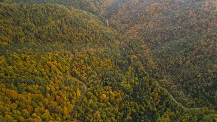 Zonguldak'ta sonbaharın büyüleyici renkleri ormanları süsledi! 4