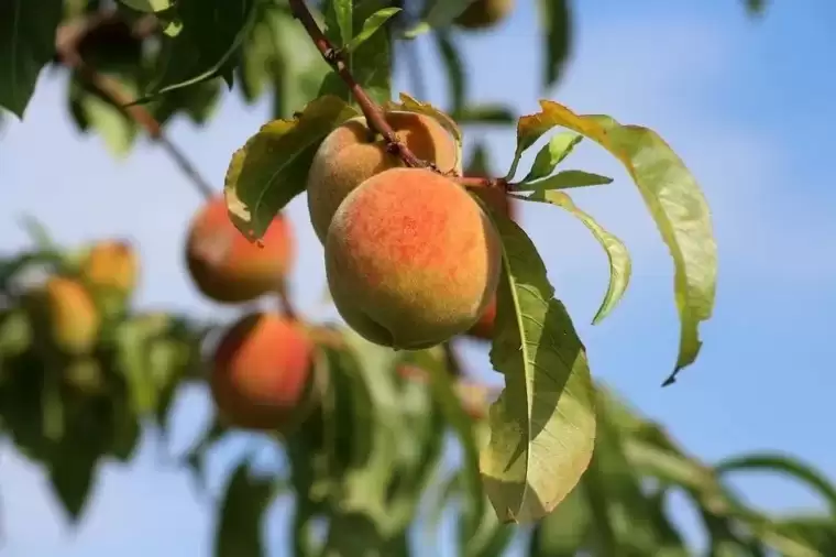 Bağışıklığı çeliğe dönüştüren yaz meyvesi! Bağırsakları temizliyor, ağız kokusunu gideriyor... 8