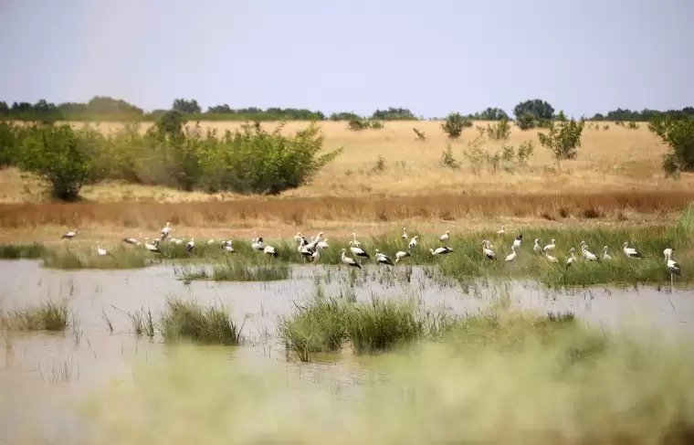 Kırklareli'nde buğday hasadı ve leyleklerin dansı 5