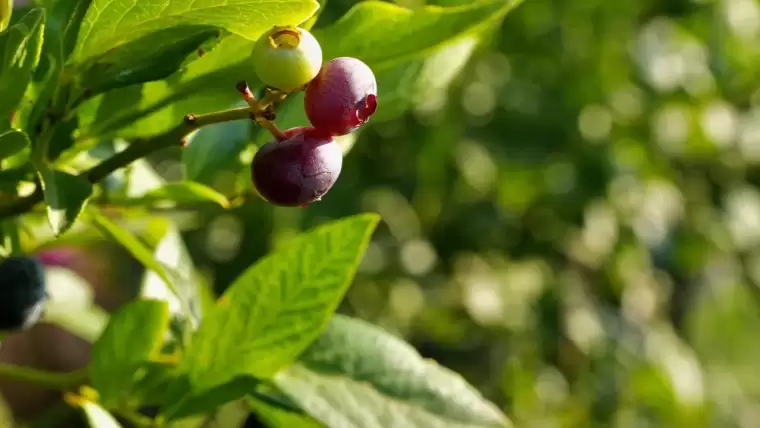 20 dönüm arazide yaban mersini yetiştiriyor! 6