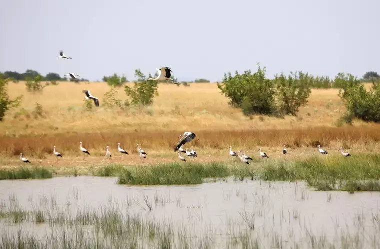 Kırklareli'nde buğday hasadı ve leyleklerin dansı 3