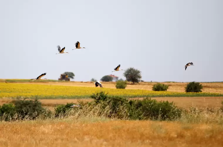 Kırklareli'nde buğday hasadı ve leyleklerin dansı 2