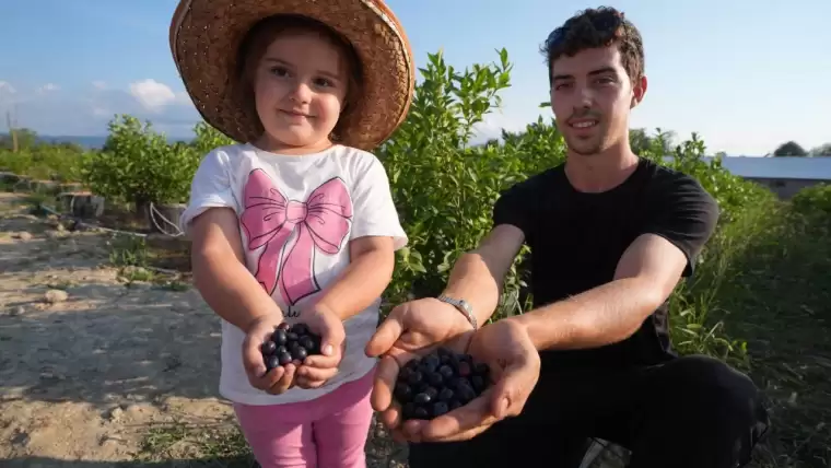 20 dönüm arazide yaban mersini yetiştiriyor! 8