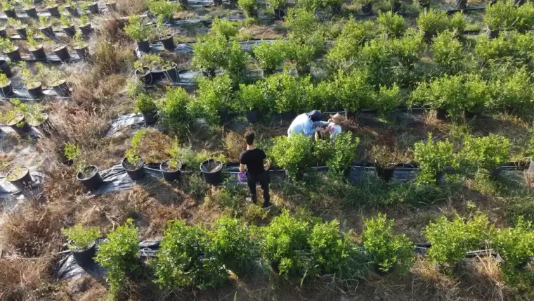 20 dönüm arazide yaban mersini yetiştiriyor! 2