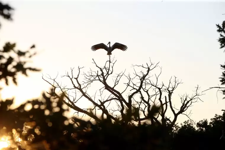 Göç yolundaki leylekler, Kırklareli'nde ağaçlık alanlarda mola verdi 7