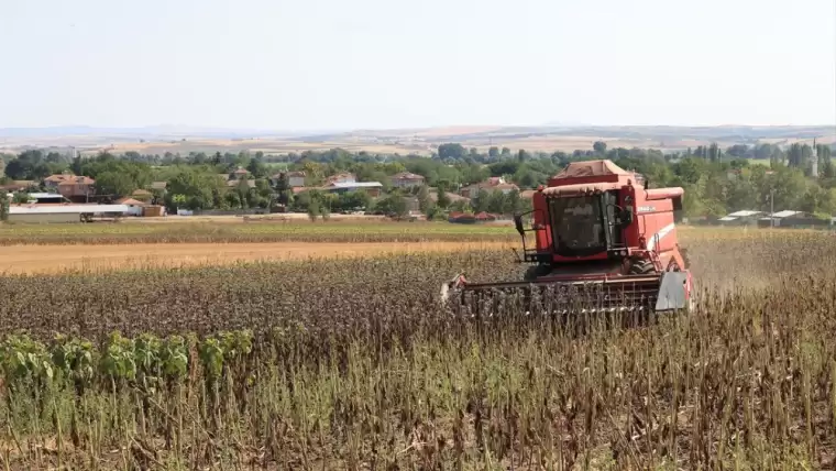 Şubat ayında ekilen ayçiçekleri hasat ediliyor 2