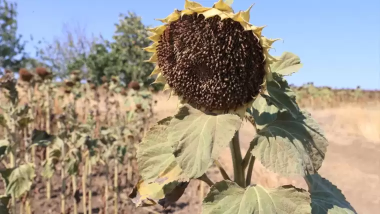 Şubat ayında ekilen ayçiçekleri hasat ediliyor 3