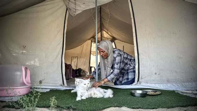 8 Ağustos Dünya Kediler Günü 19