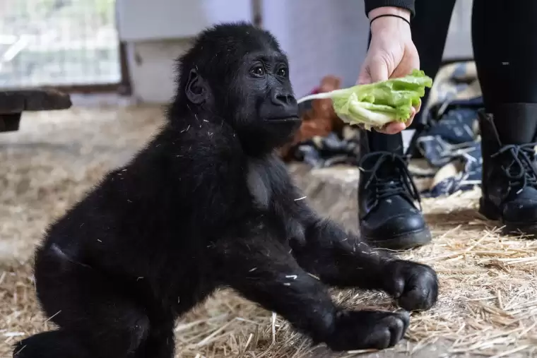 İstanbul Havalimanı'nda bulunan yavru gorilin adı artık "Zeytin" 3