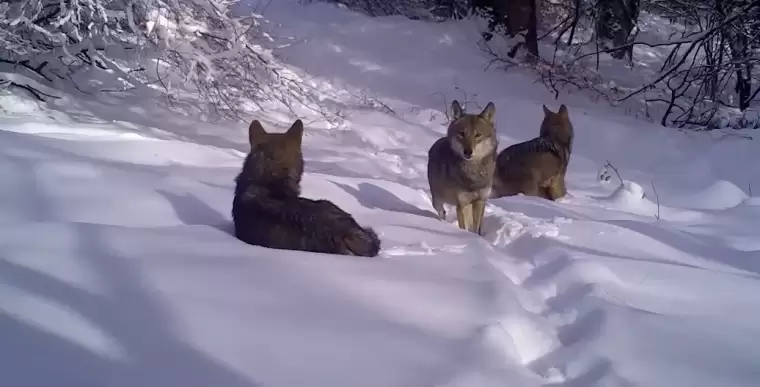 Uludağ'daki kurtlar fotokapanla görüntülendi 1