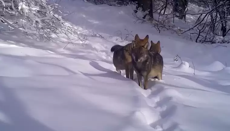 Uludağ'daki kurtlar fotokapanla görüntülendi 4