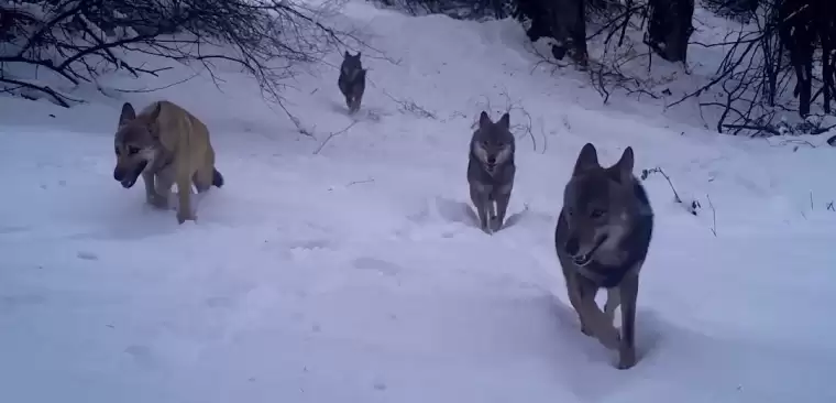 Uludağ'daki kurtlar fotokapanla görüntülendi 2