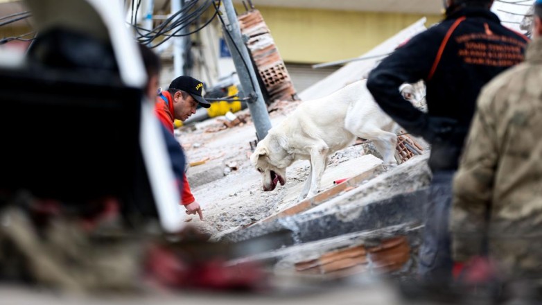 Arama kurtarma köpekleri enkaz altındaki yüzlerce cana umut oldu