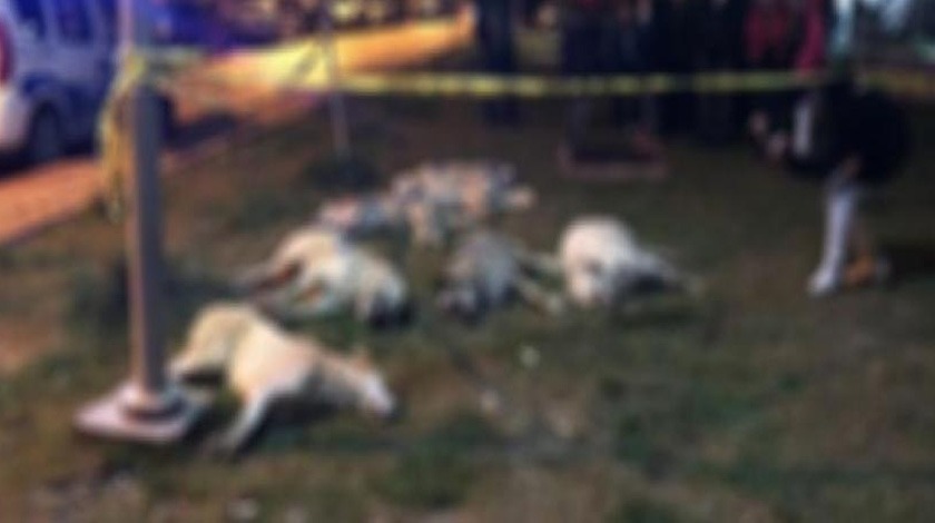 Ankara'da vahşet! 13 sokak köpeği zehirlenerek öldürüldü