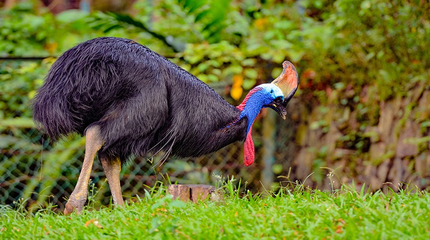 Cassowary kuşu nedir? Cassowary kuşu nerede yaşar?