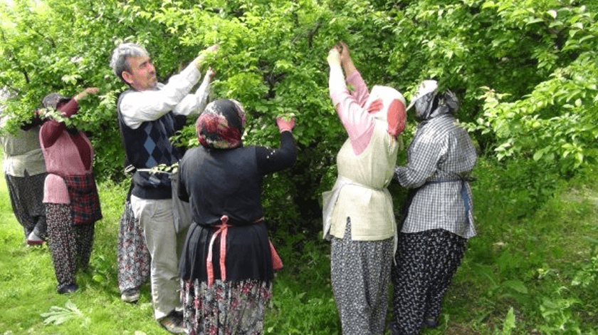 Üreticinin yüzü gülüyor! Kilosu 14 liraya ulaşıyor