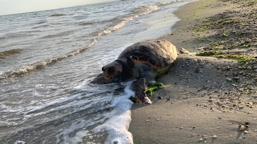 Marmara Denizinde 35 yıl sonra bir ilk gerçekleşti