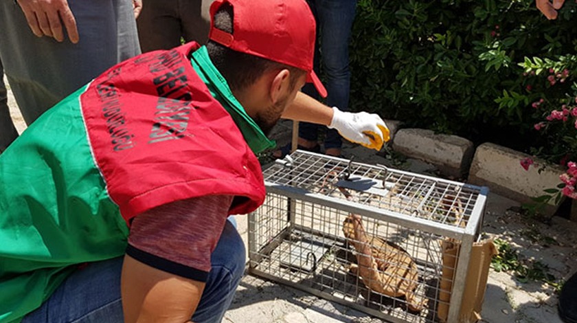 Gören şaşkına döndü! Evin bahçesinde 1 metre uzunluğunda...