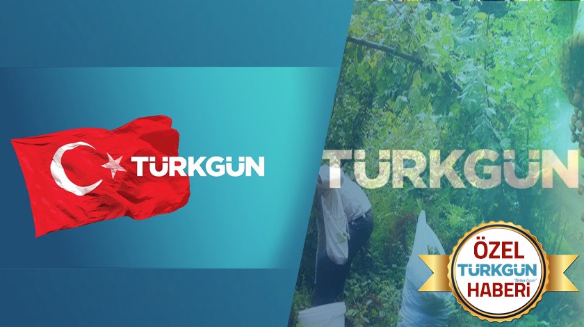 Mevsimlik tarım işçileri fındık hasadından umutlu