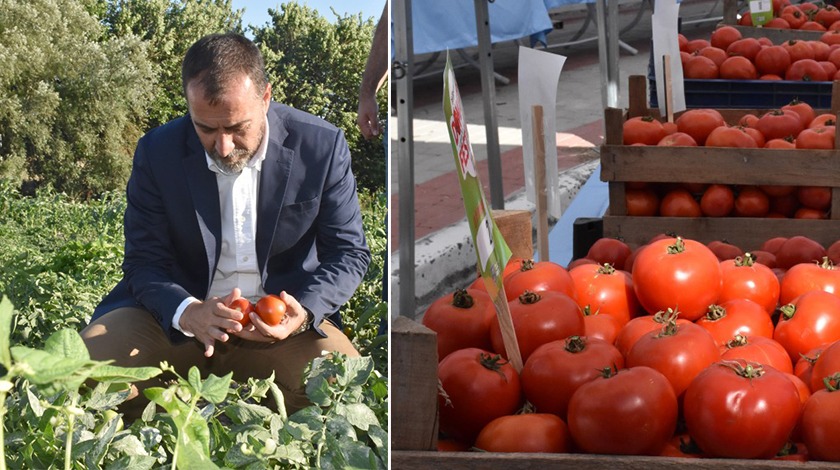 Silivri'de domates festivali heyecanı