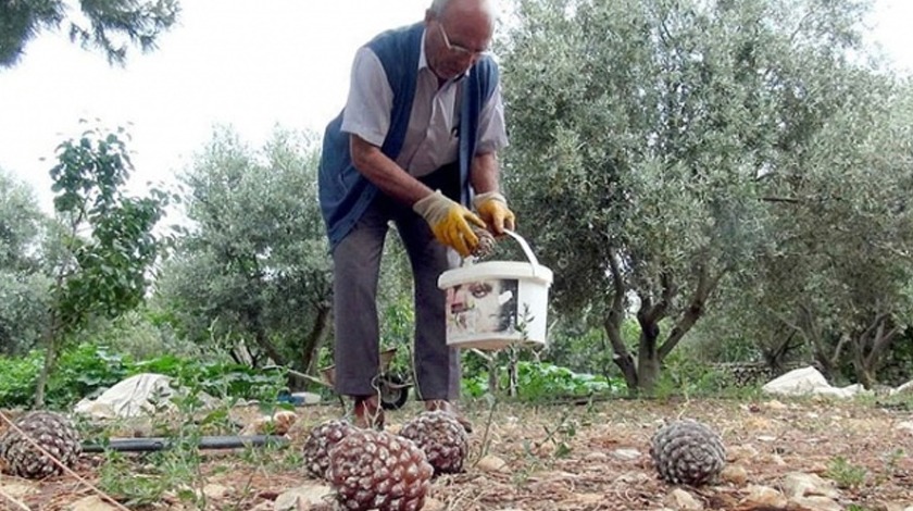 Gölgesi için dikmişti! İlk hasadı 40 bin TL kazandırdı