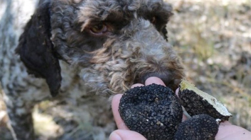 Av köpekleri buldu: Kilosu 3 bin 500 Euro!