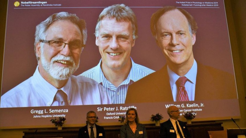 2019 Nobel Tıp Ödülü'nü kazananlar açıklandı